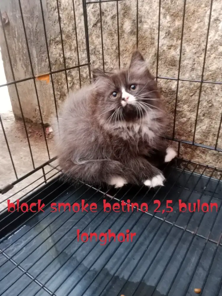 Kucing Persia medium