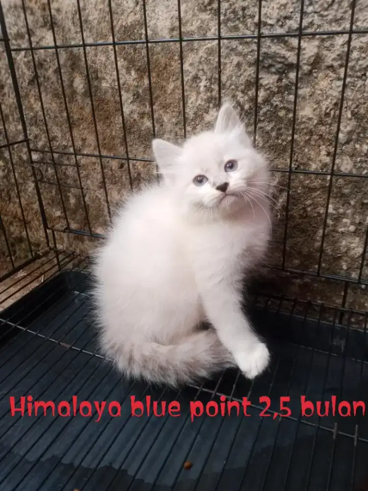 Kucing Persia Himalaya