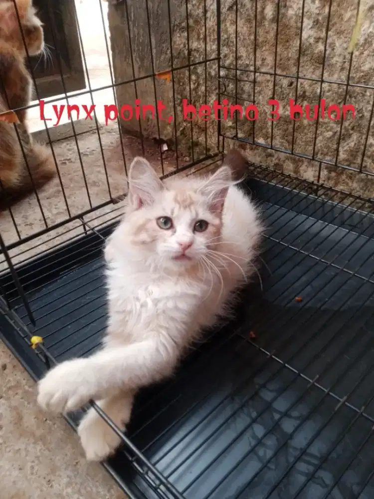 Kucing Persia Himalaya