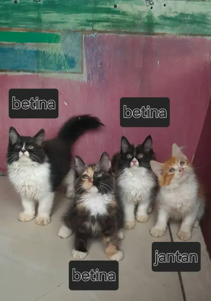 Kitten lucu jantan dan betina