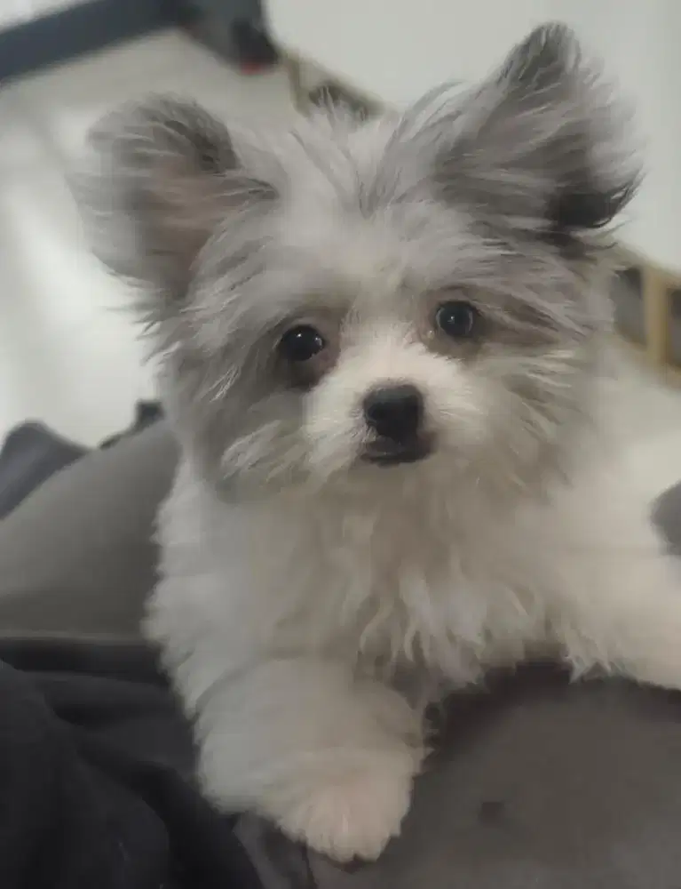 Pomapoo Blue Merle Jantan