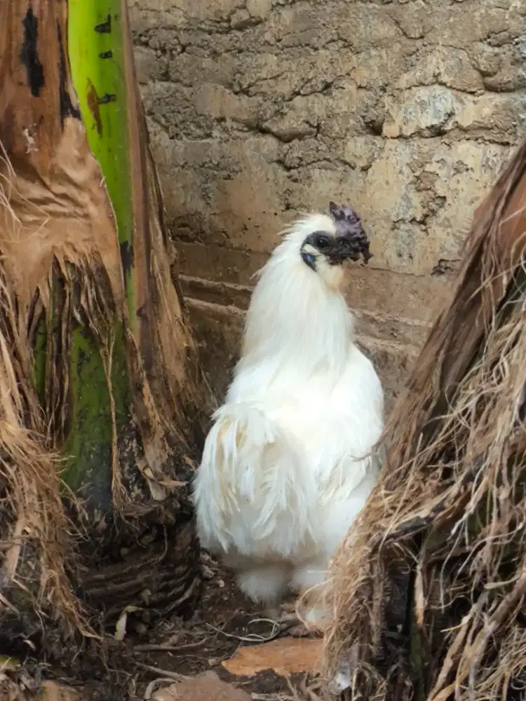 ayam kapas sepasang