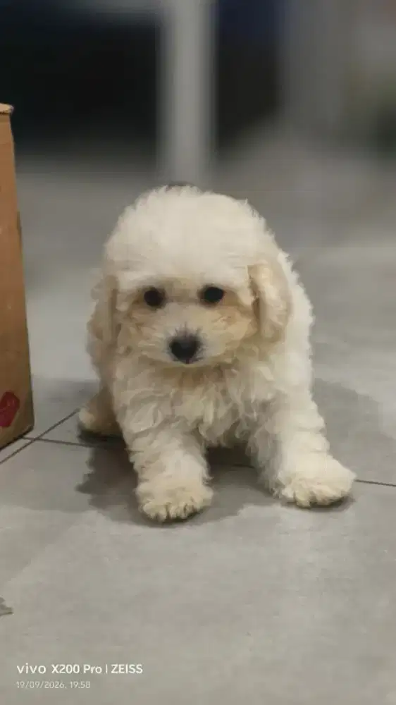 Tiny Poodle Betina