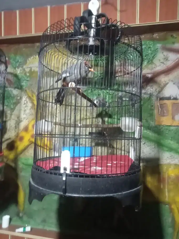 Burung poksai ma dari