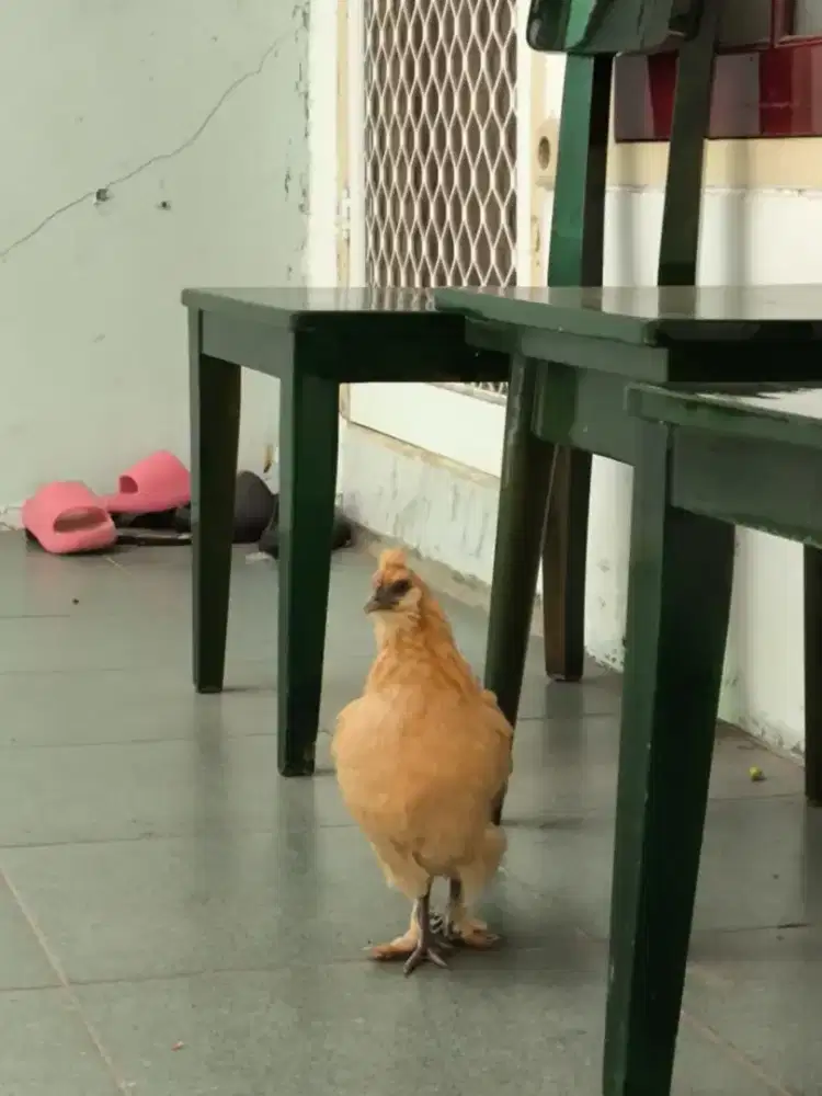 Ayam kapas × kate