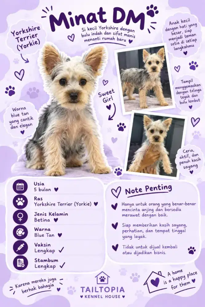 Yorkshire Terrier Blue Tan Betina