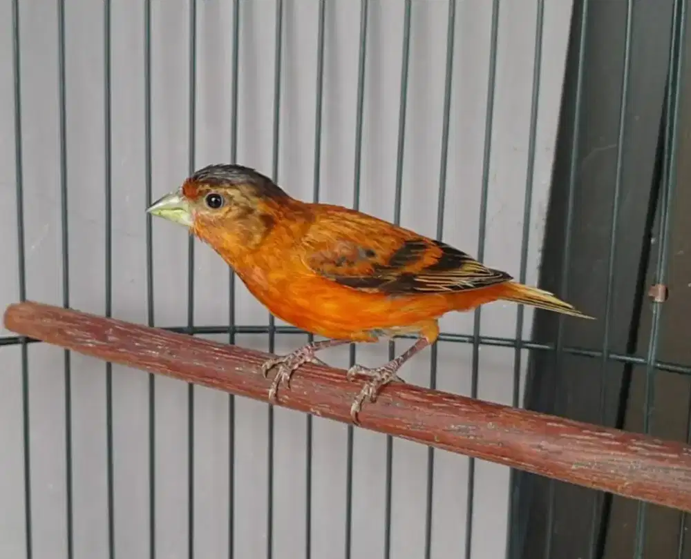 Burung mule silangan siskin x kenari