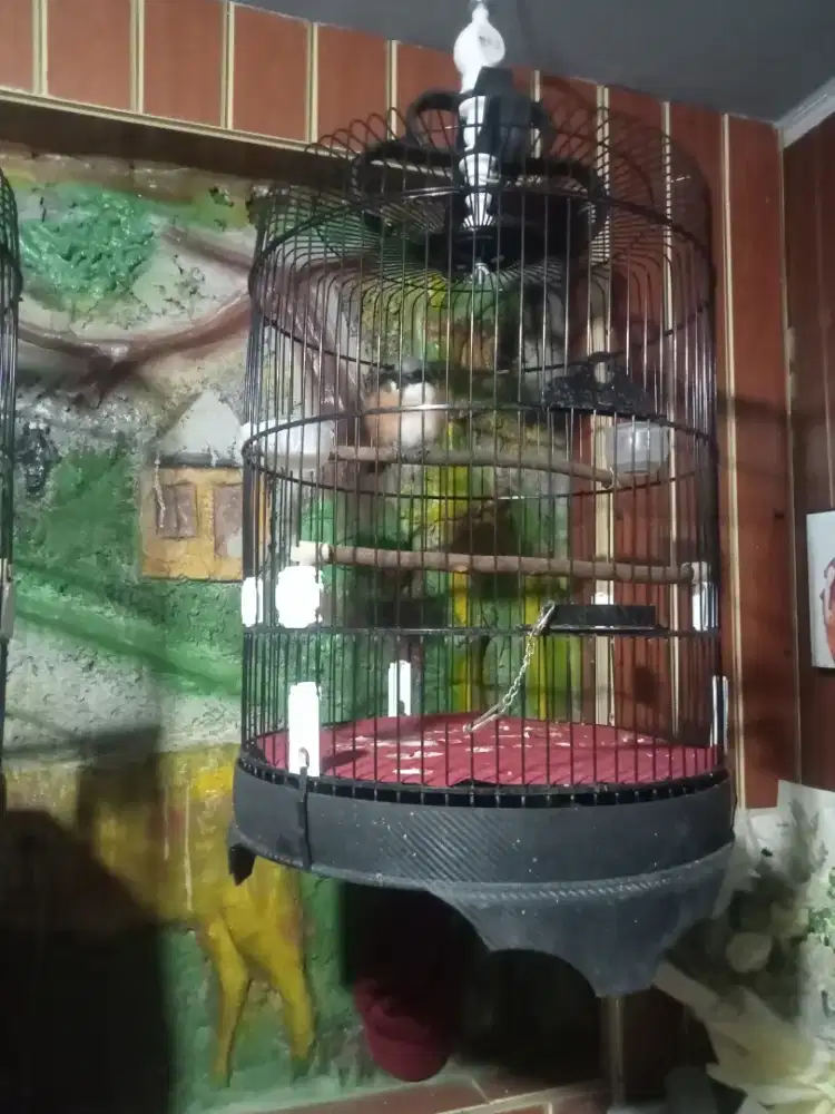 Jual Burung cendet