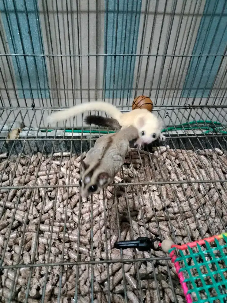 Sugar Glider ( sepasang )