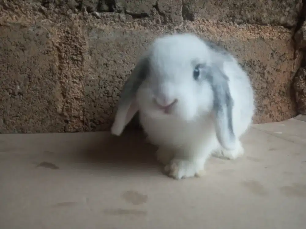 Anak Kelinci Holland Lop