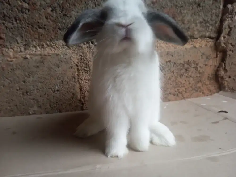 Anak Kelinci Holland Lop