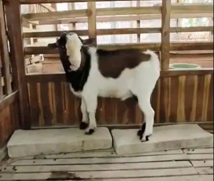 sepasang indukan kambing mini pygmi 1 tahunan TB 35-40cm exotik unik