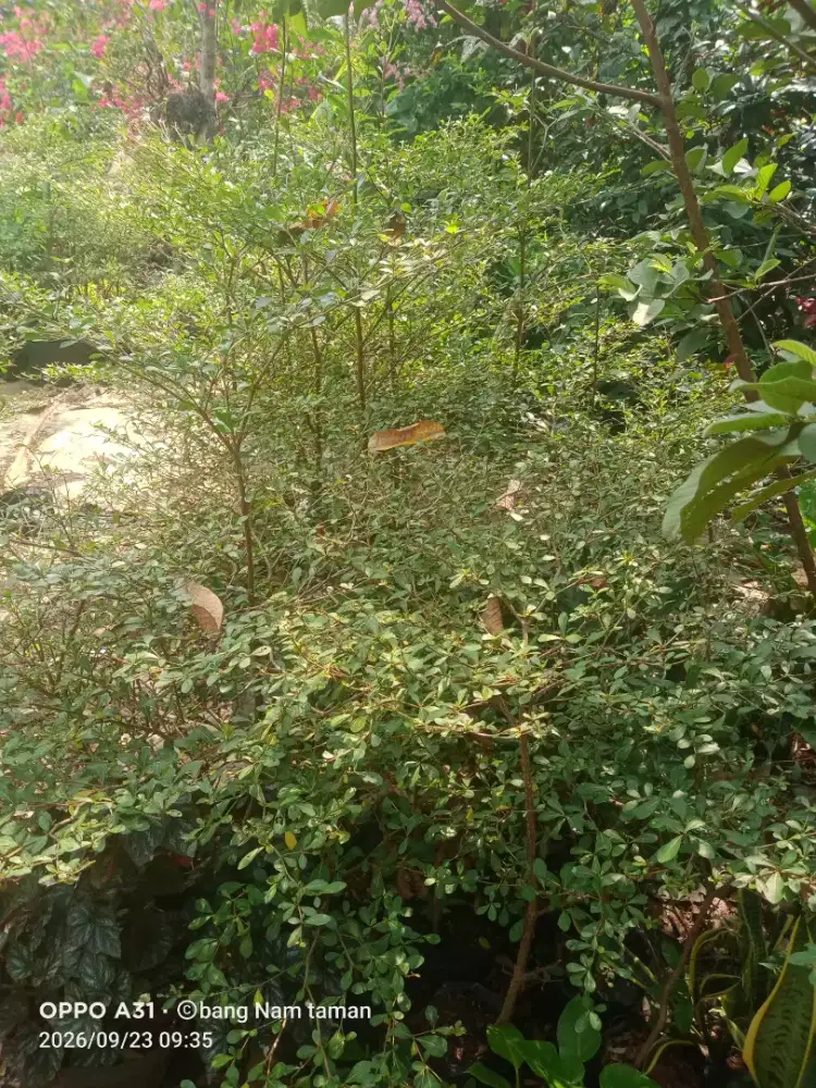 Ketapang kencana dan rumput taman