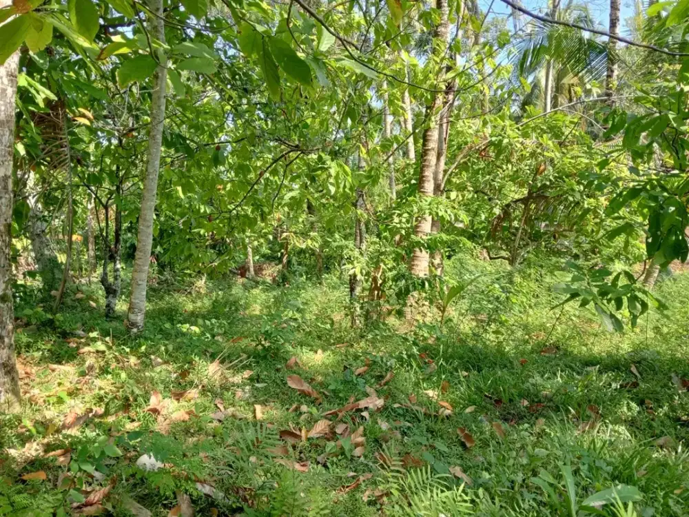 Dijual Tanah Pinggir Jalan Hotmix Dekat Pantai Balian