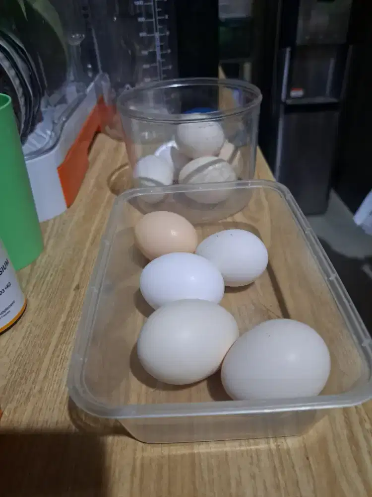 Telur Ayam Elba FERTIL