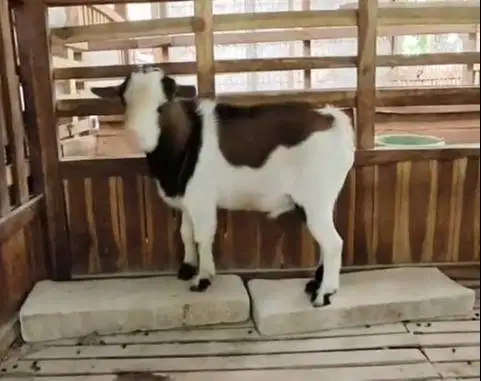 sepasang indukan kambing mini pygmi asli FB 1 tahunanan TB 35-40cm top
