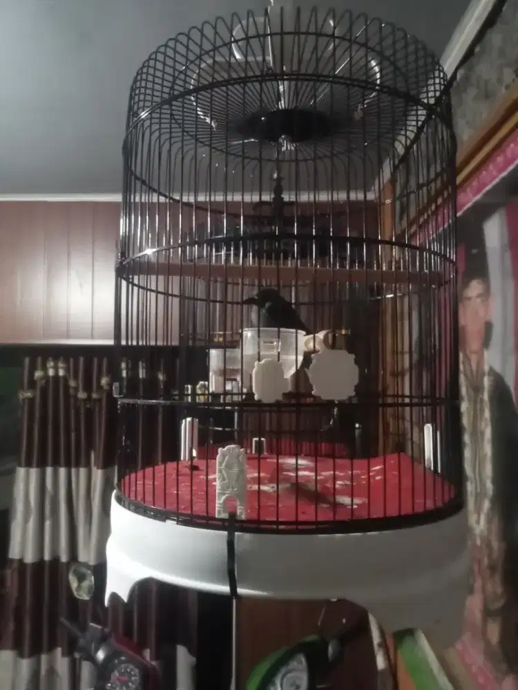 Jual burung srigunting