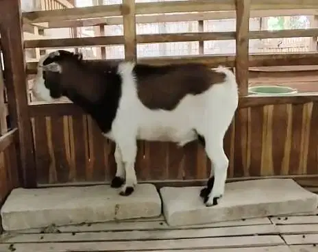 sepasang indukan kambing mini pygmi TB 35-40cm 1 tahunan exotik manteb