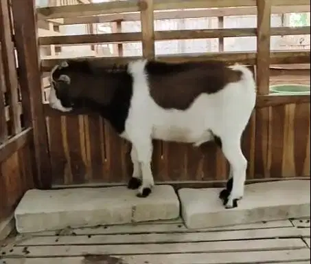 sepasang indukan kambing mini pygmi 1 tahunan TB 35-40cm siap koleksi