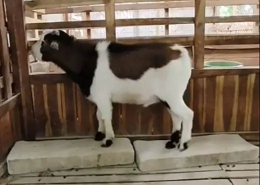 sepasang indukan kambing mini pygmi 1 tahunan TB 35-40cm koleksian top
