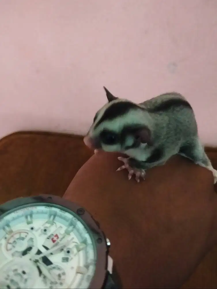 Sugar glider anakan sehat