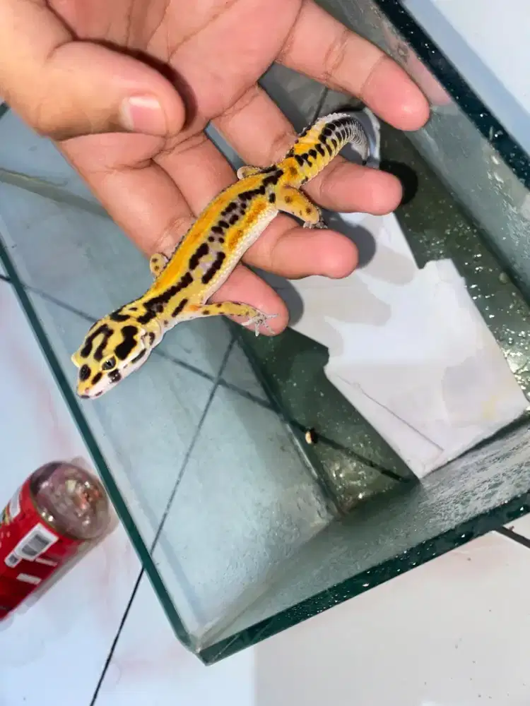 Leopard gecko bold stripe