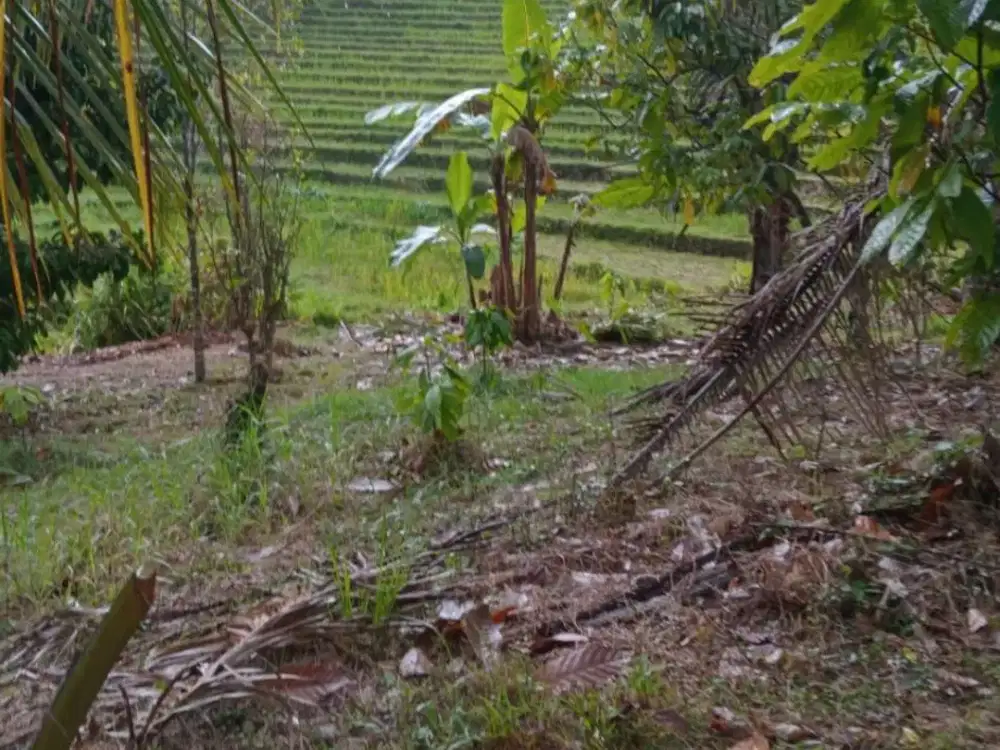 Dijual Tanah Kebun Produktif View Sawah Lingkungan Sejuk