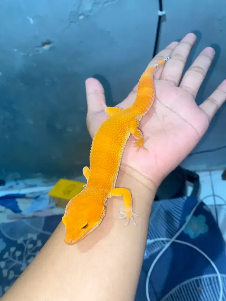 leopard gecko sunglow