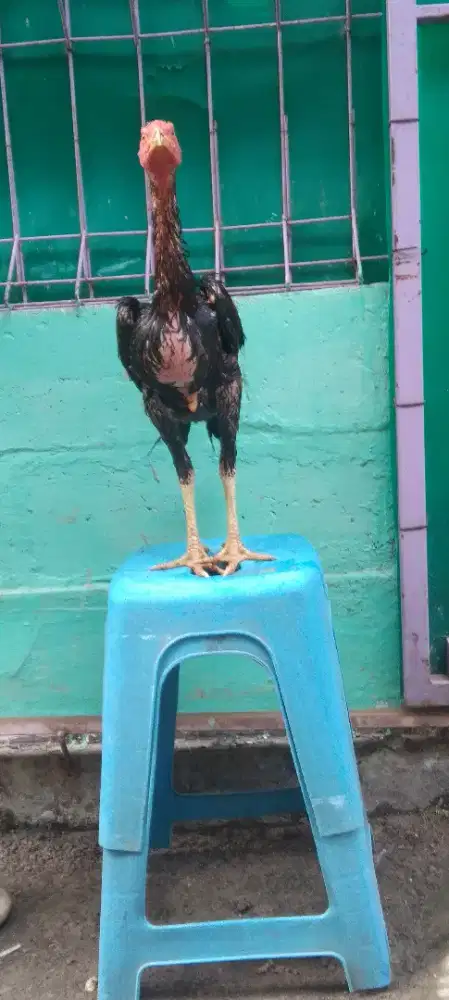 Ayam mangon koy usia 4,5 bln