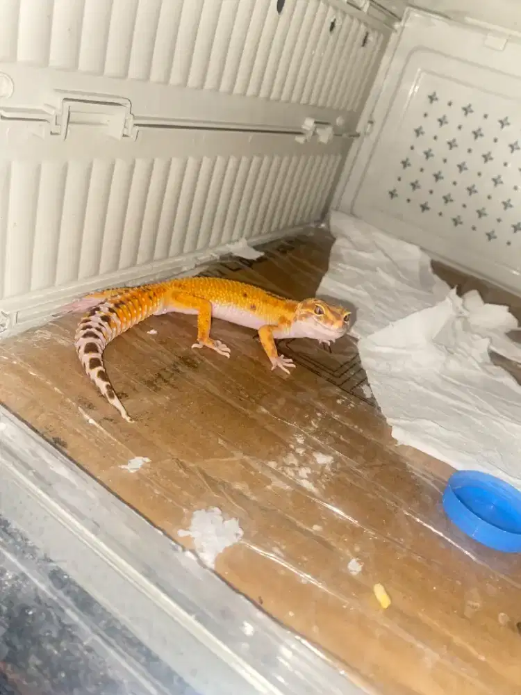 leopard gecko raptor.p