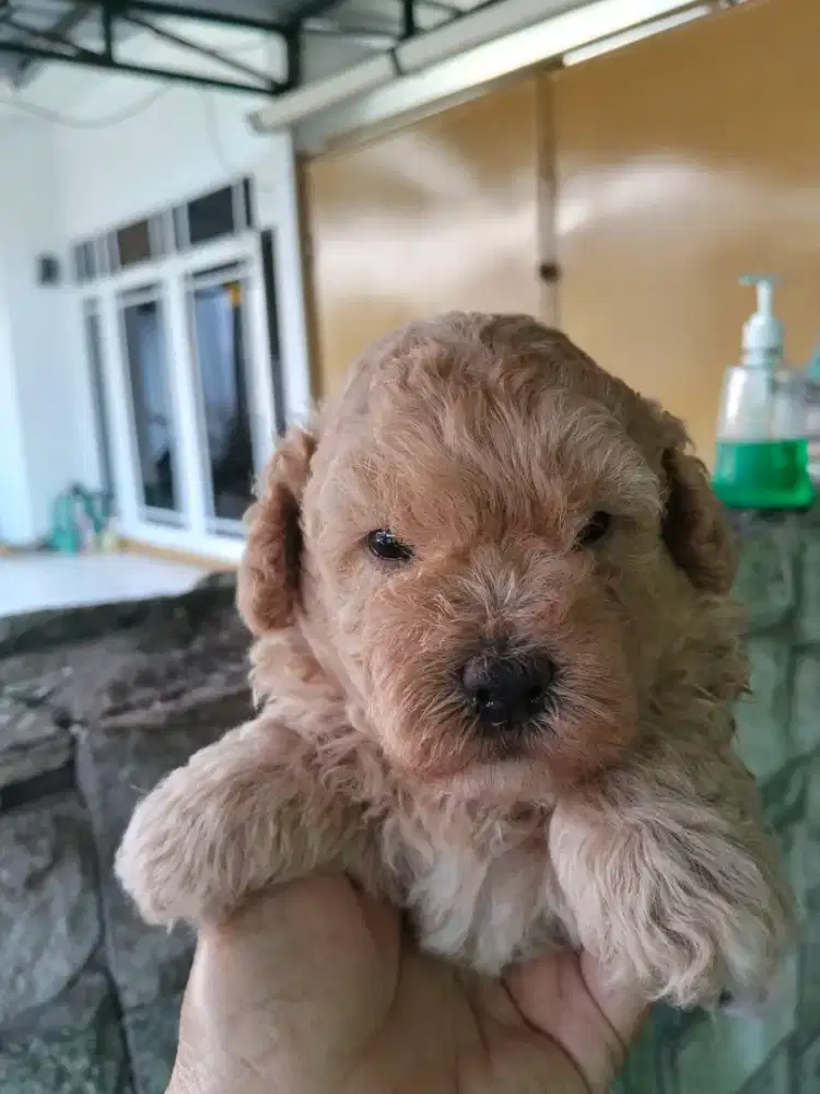 Toy Poodle Jantan