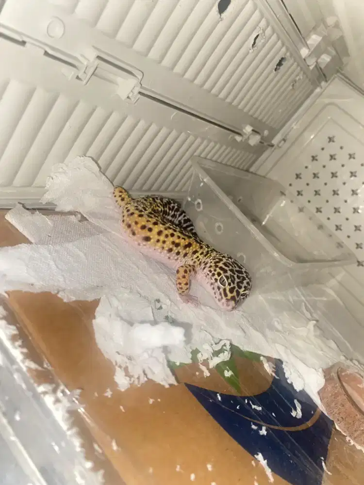 leopard gecko marpy