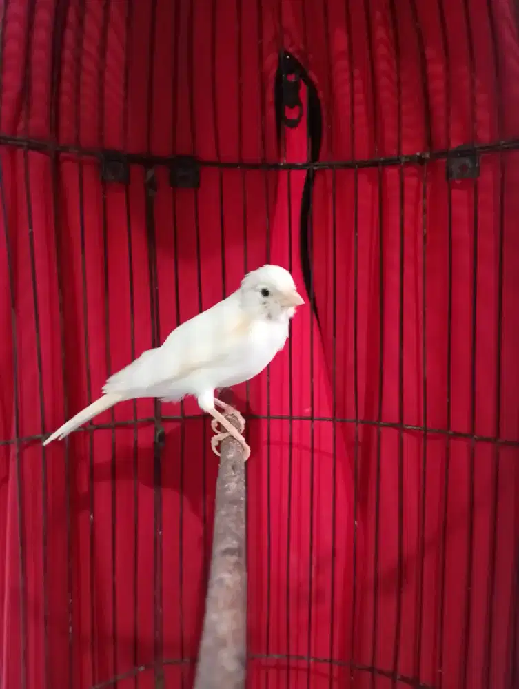 Burung kenari putih Gacor dor Volume kenceng