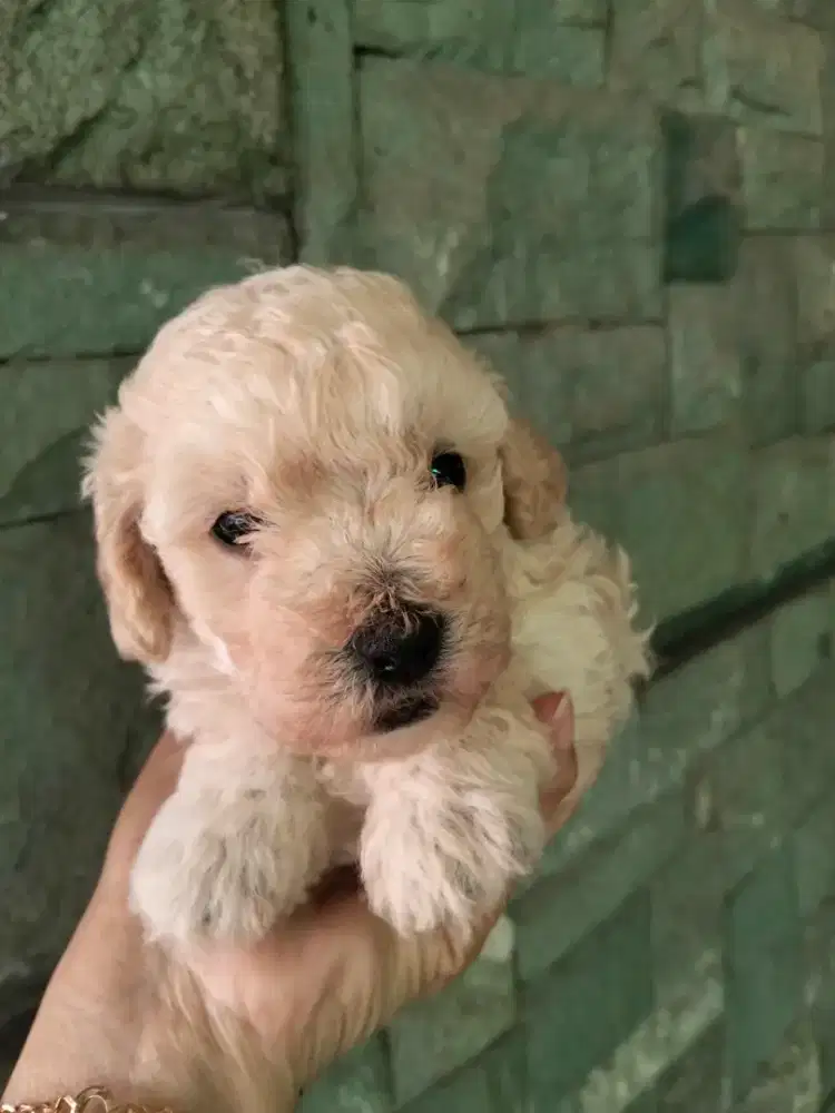 Toy Poodle Betina