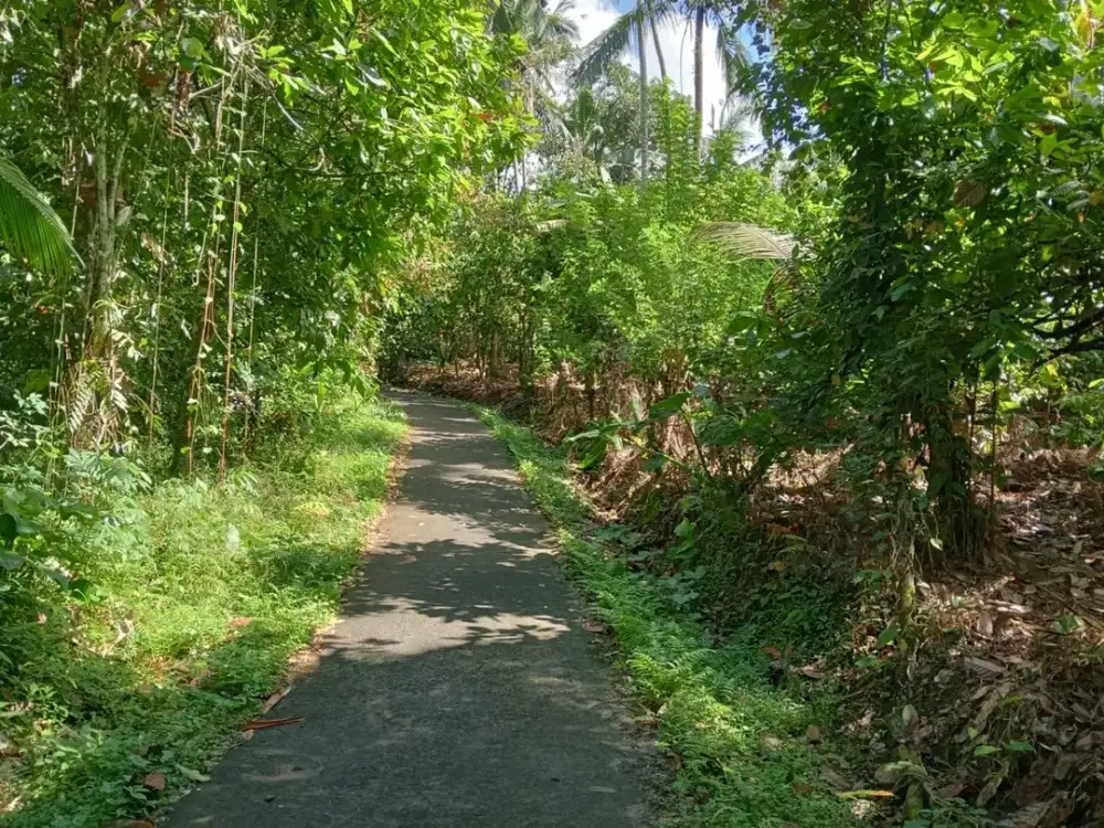 Dijual Tanah Kebun Murah Los Sungai dengan View yang Asri