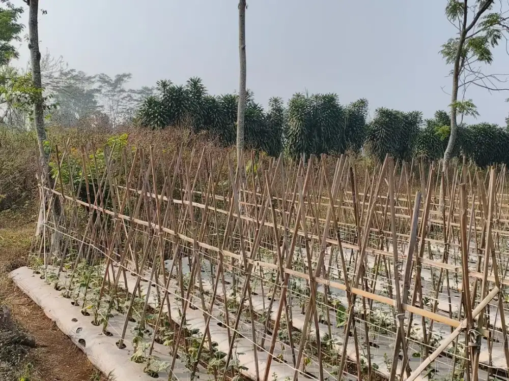 Lahan Kebun Premium Full Datar Bojong Purwakarta Strategis untuk Villa kebun, listrik sudah tersedia