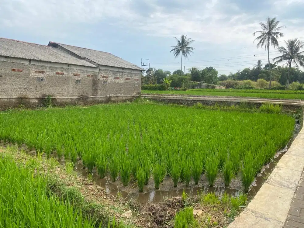 Dijual Cepat Tanah berupa sawah dekat Jl. Sejahtera