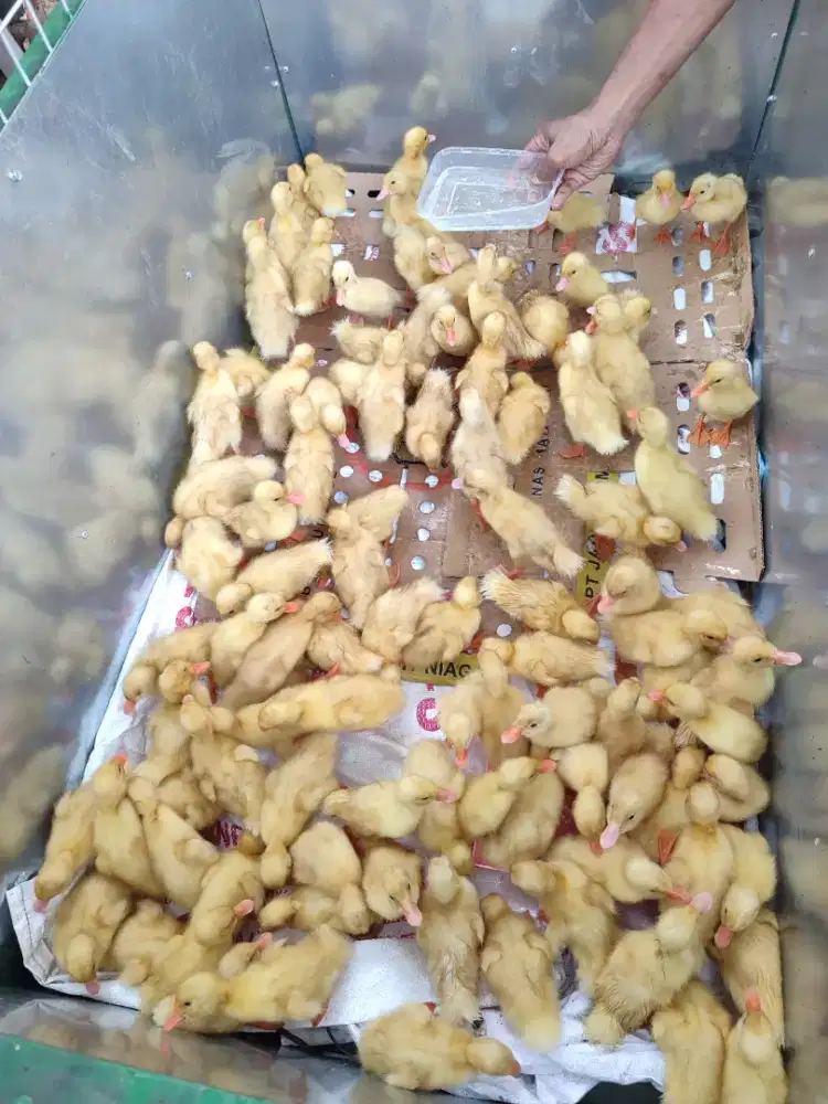 Bebek peking anakan