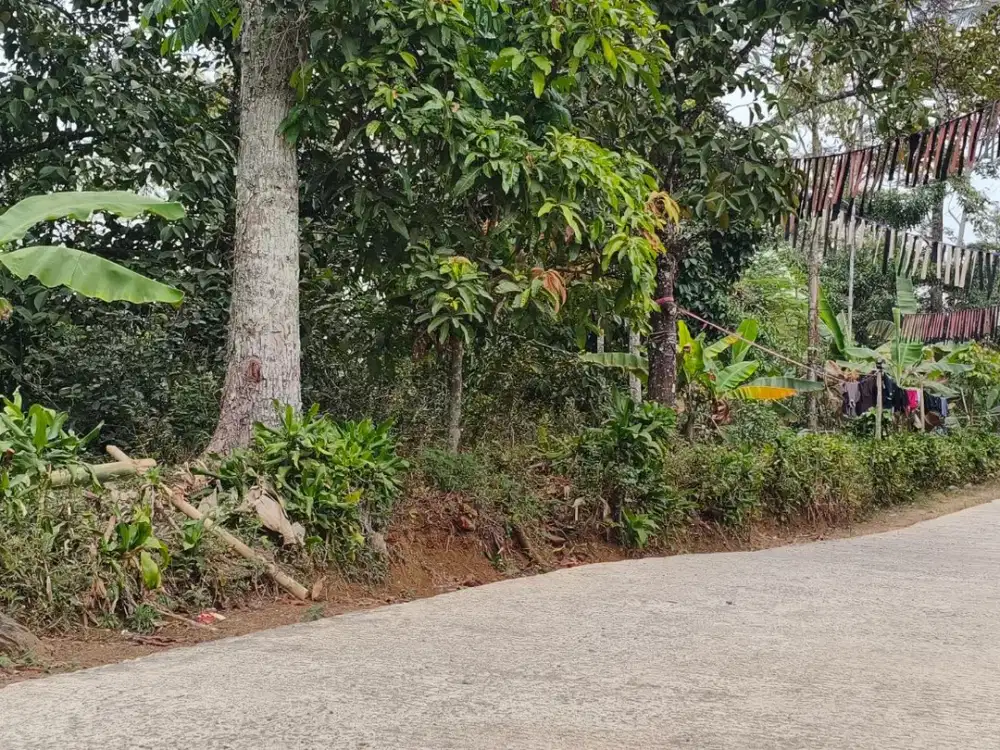 Investasi Kebun Manggis Produktif & Siap Berbuah di Darangdan, Purwakarta – Dekat Pintu Tol