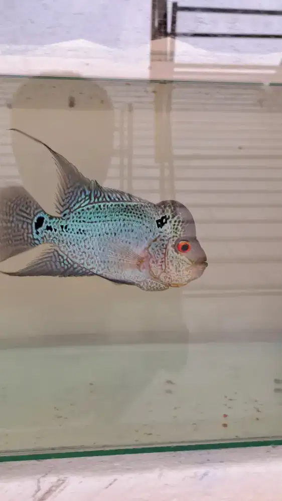 Ikan Louhan Cencu size 4jari