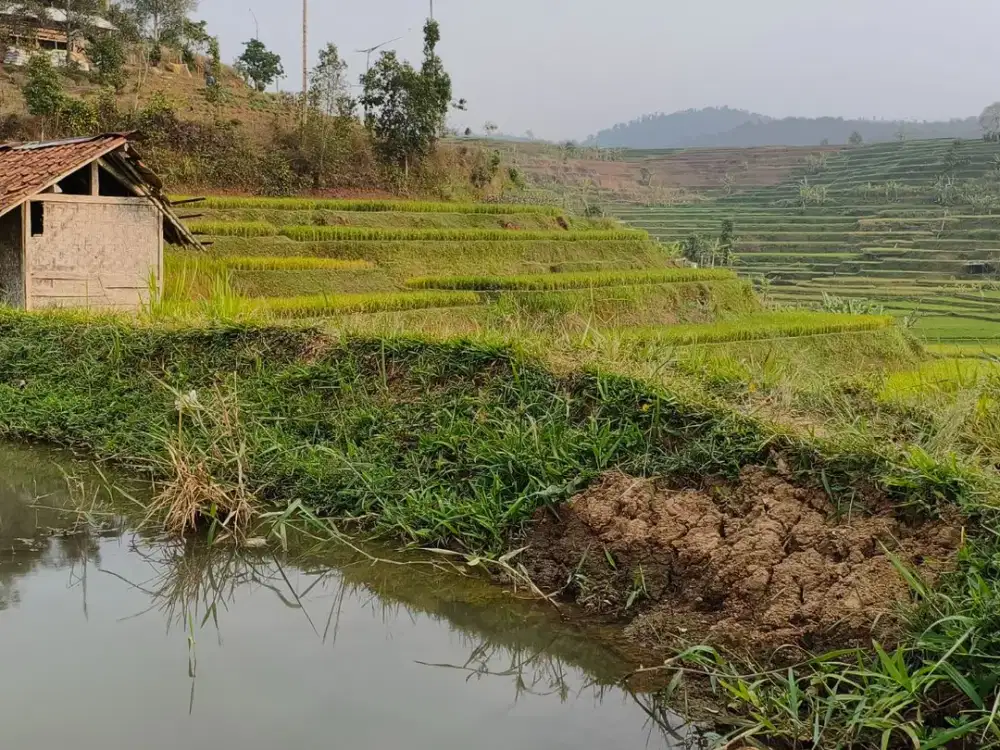Lahan Sawah Teritorial Darangdan Purwakarta, Cocok untuk Villa & Investasi Pertanian (SHM)