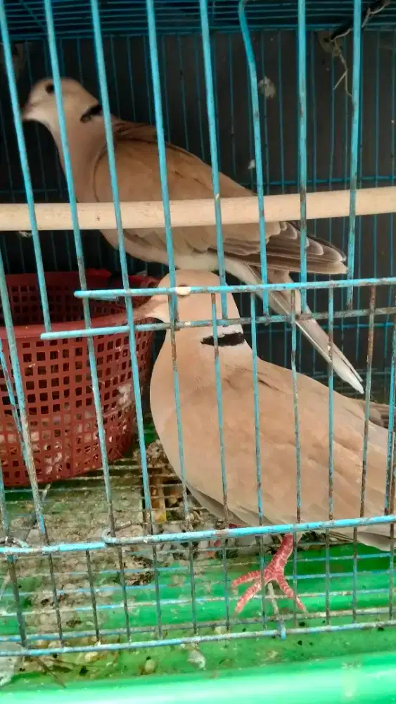 Jual burung puter lokal