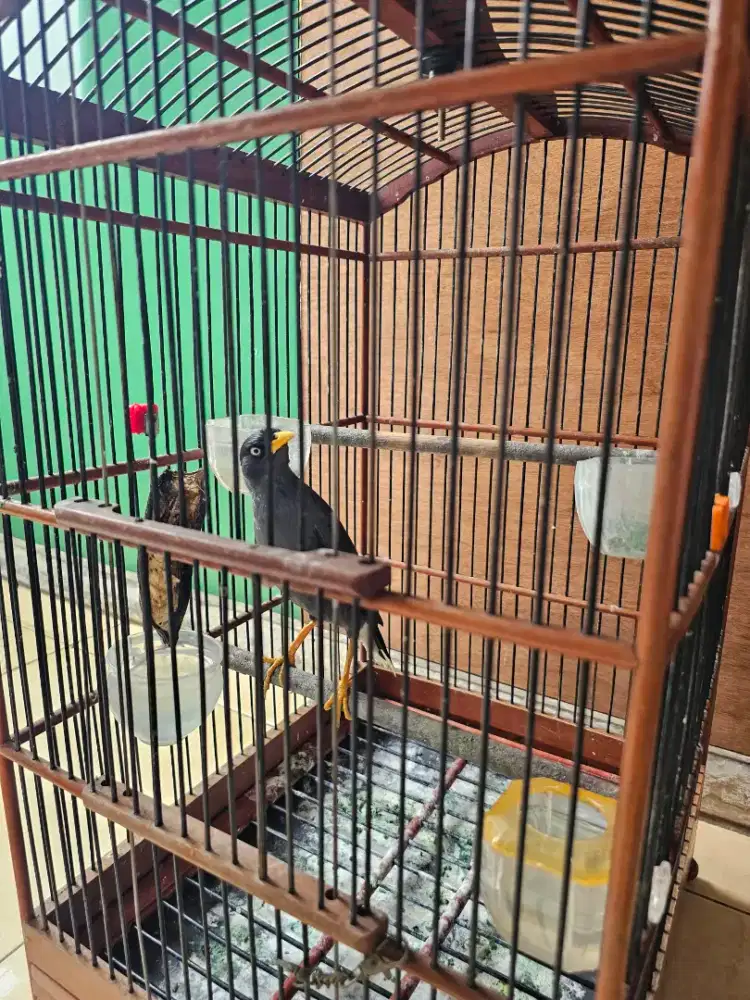 Jual aj nih jalbo berisik banget 150 burja
