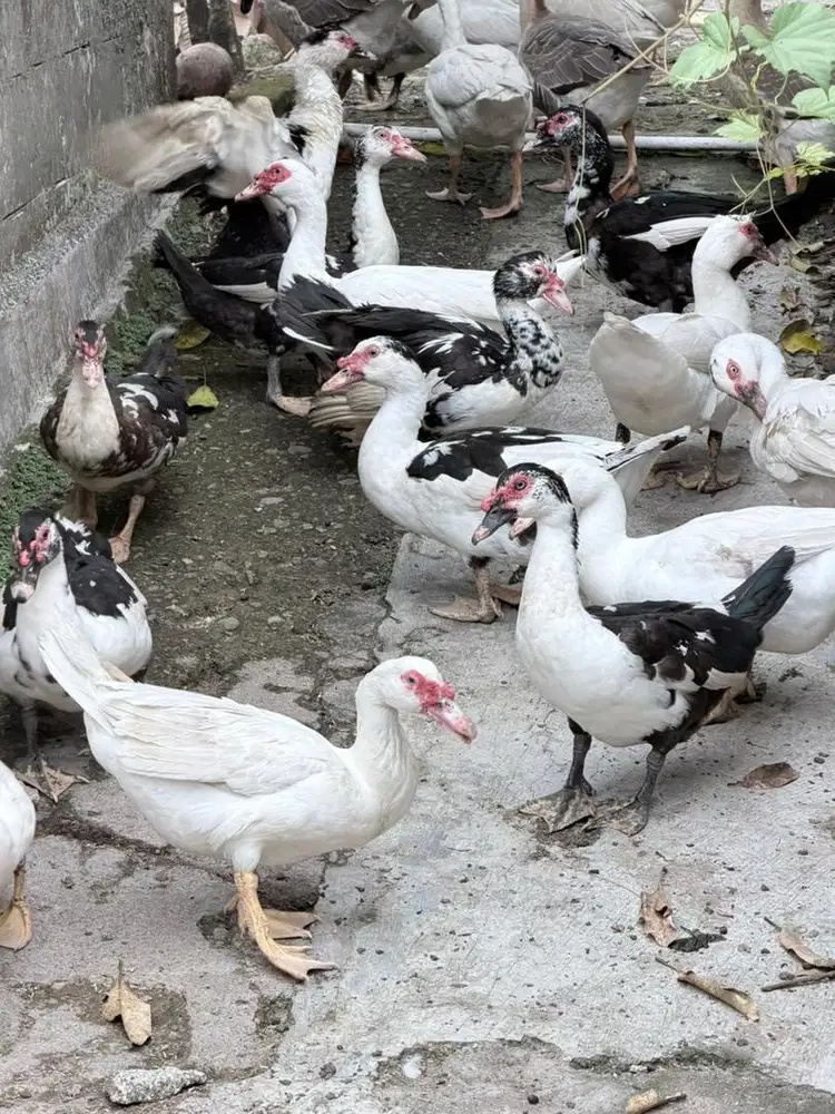 bebek manila entog entok ngos jantan