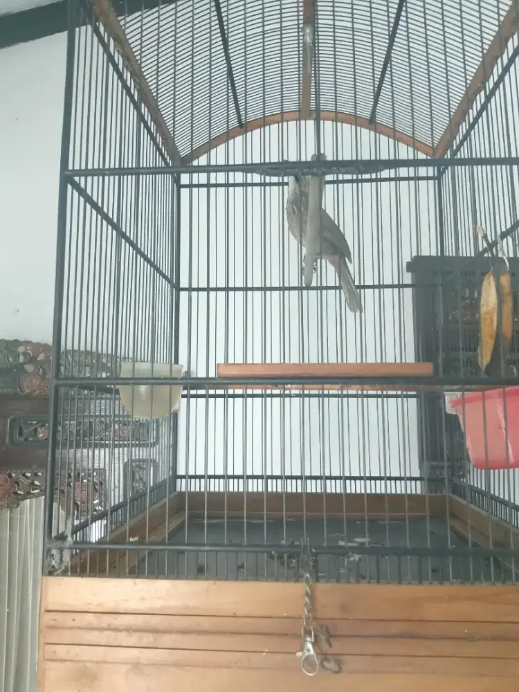 Jual burung cucak rowo +surat nya. Lot mata merah