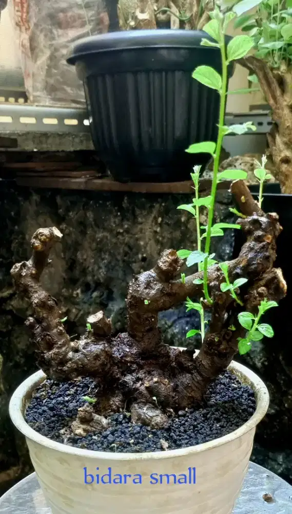 Bonsai bidara  small