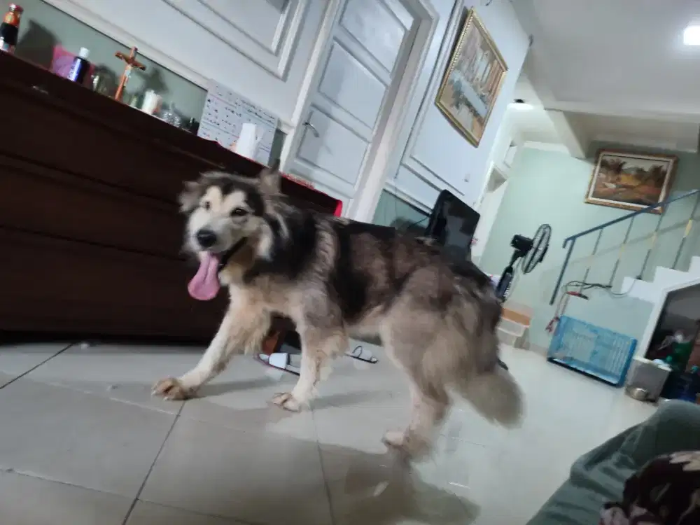 Alaskan Malamute Betina Usia 1 ½ Tahun Stamboom Bigbone