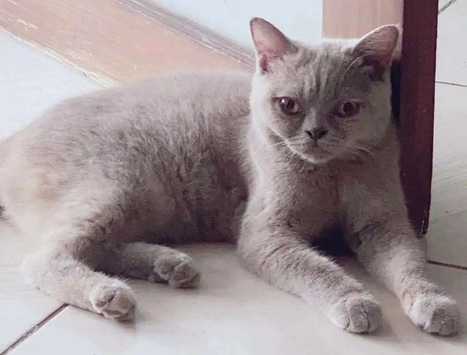 Kucing BSH British short hair betina