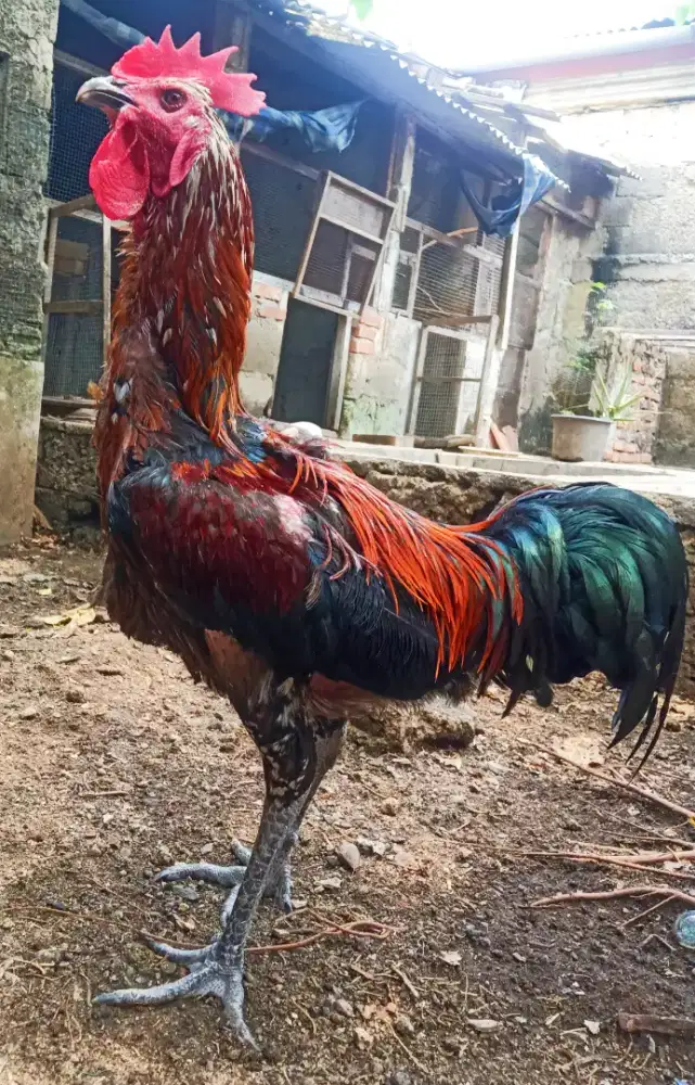 AYAM PELUNG JAGO
