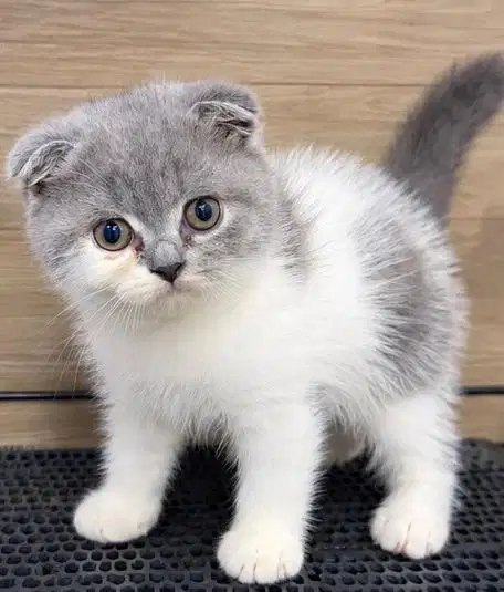 Kucing scottish fold x bsh